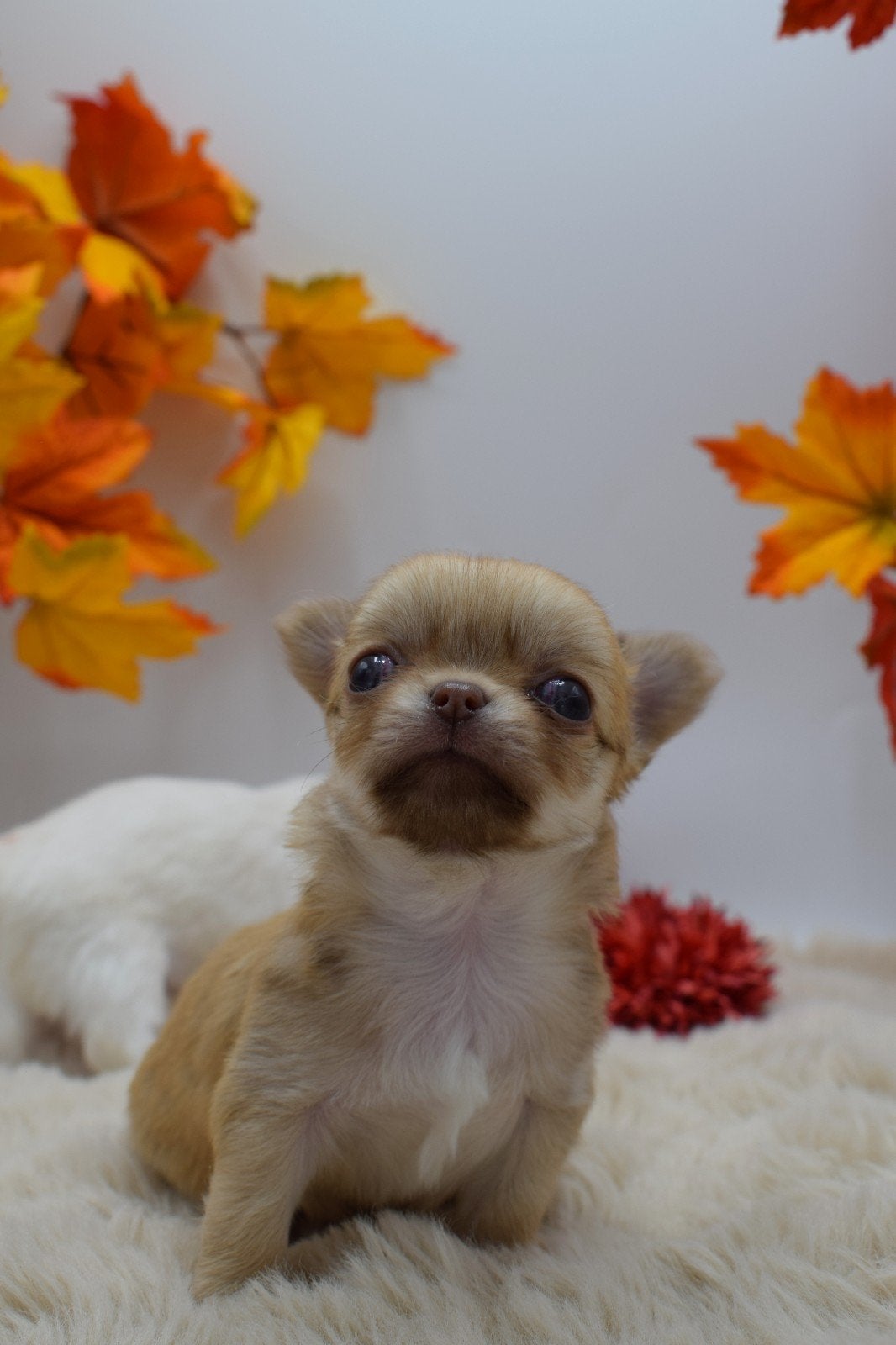 Nog 2 knappe chihuahua pups FCI stamboom, Dieren en Toebehoren, CDV (hondenziekte), 8 tot 15 weken, Meerdere, Nederland