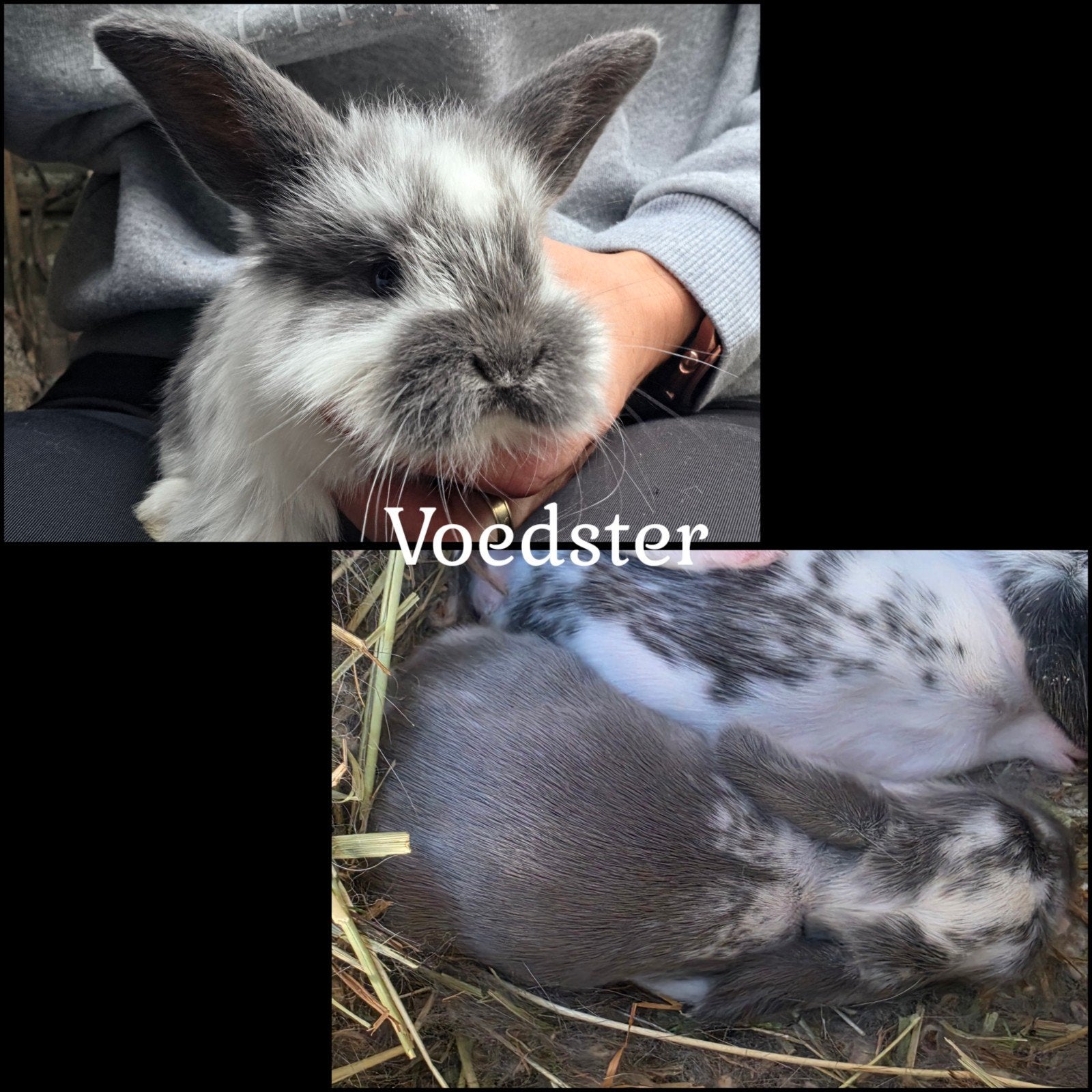 prachtige baby konijntjes geboren 08-09., Dieren en Toebehoren, Meerdere dieren, Middelgroot, Hangoor, 0 tot 2 jaar