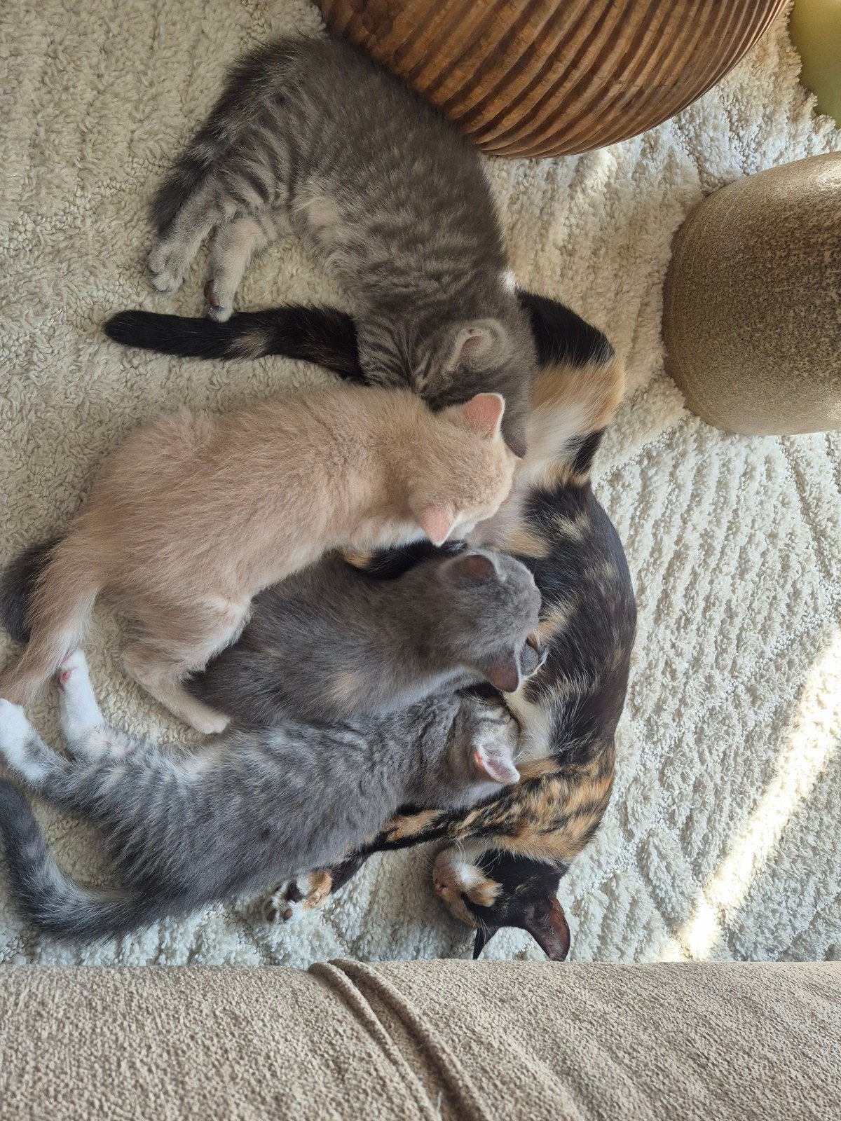 kittens, Dieren en Toebehoren, Meerdere dieren
