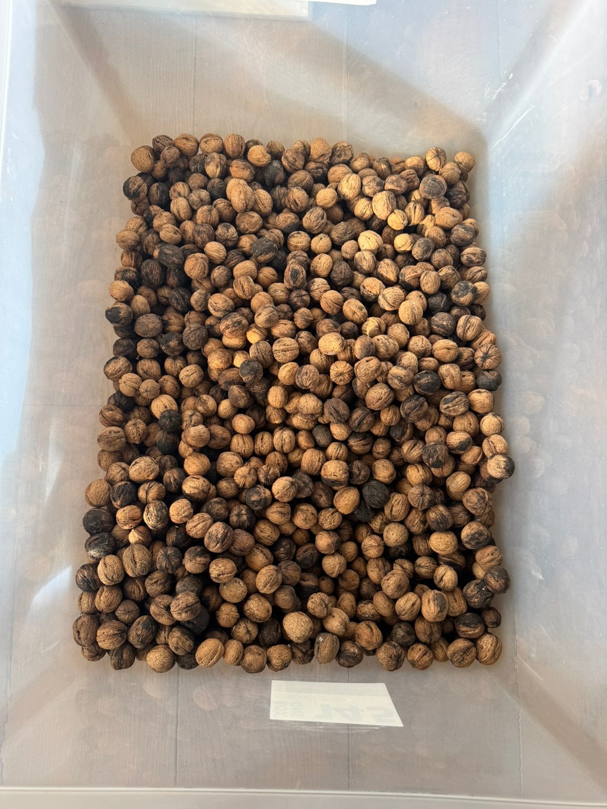 5 kilo walnoten | droog | zelf kraken :), Diversen, Ophalen of Verzenden
