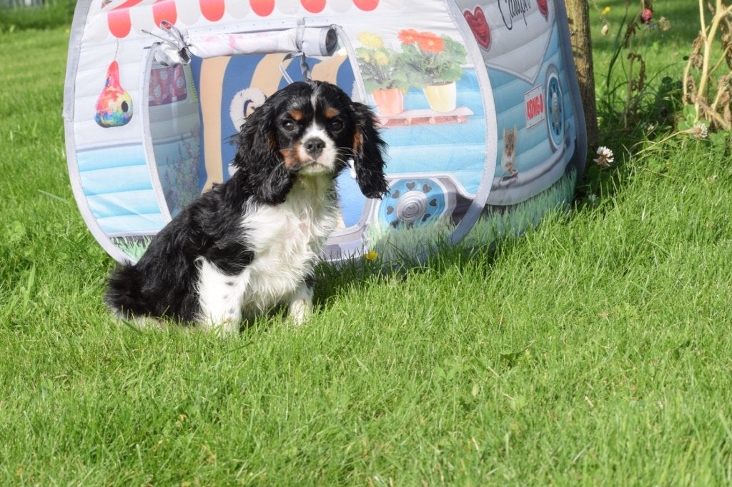 Cavalier King Charles spaniel pup, Dieren en Toebehoren, België, 15 weken tot 1 jaar, Parvo, Meerdere