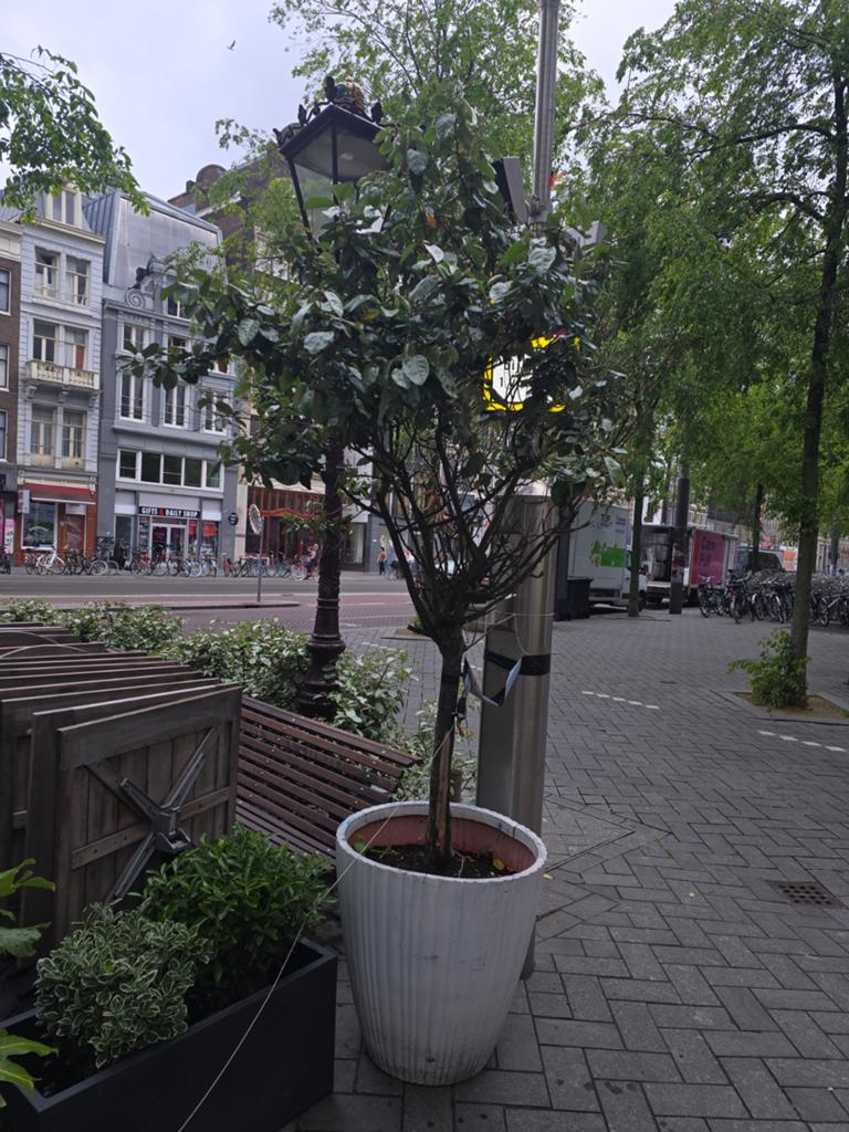 Boom met pot afhalen, Tuin en Terras, Ophalen of Verzenden, Gebruikt, Rond, Hout