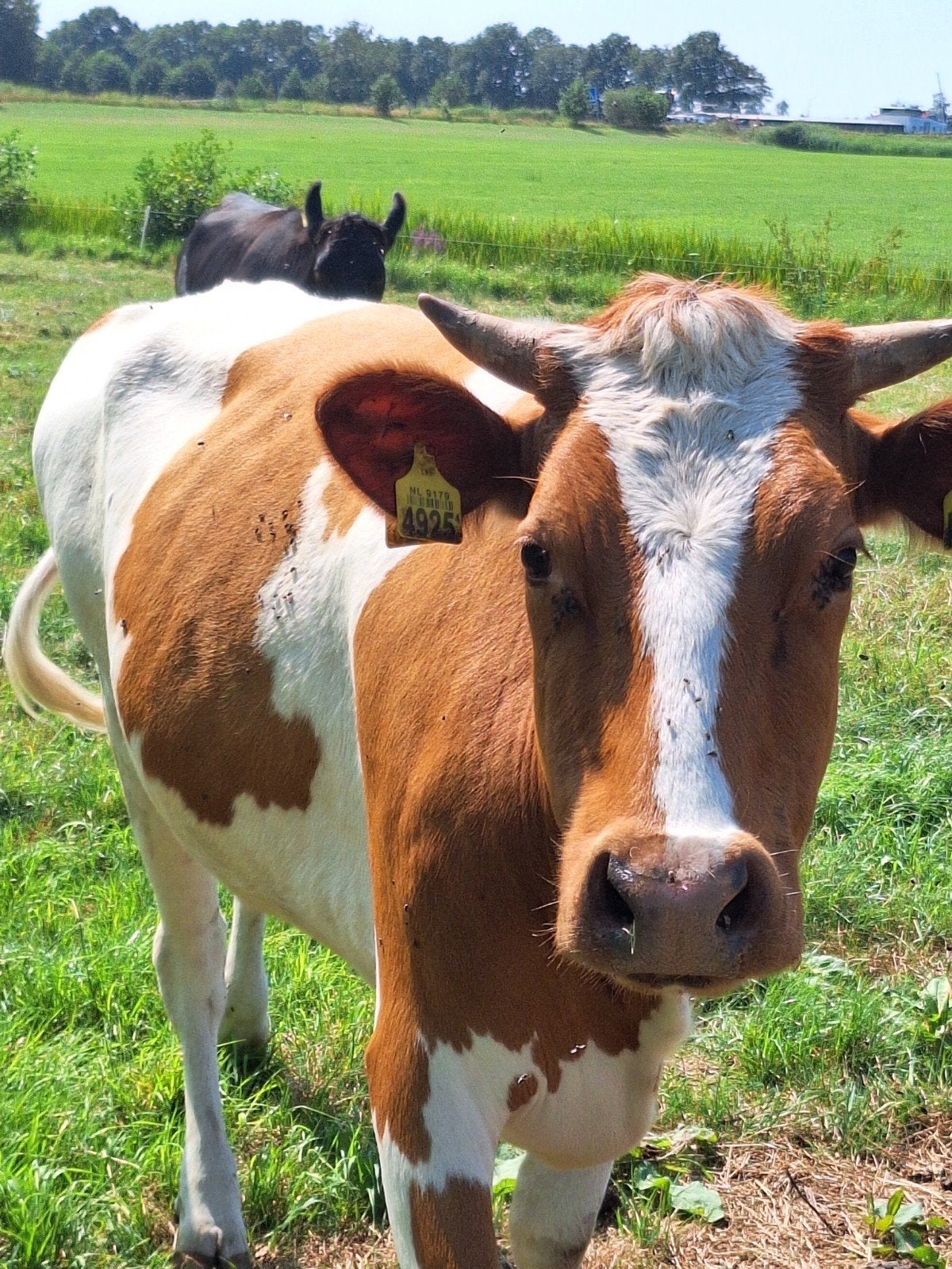 friese roodbonte koe stamboek, Dieren en Toebehoren, Runderen, Vrouwelijk