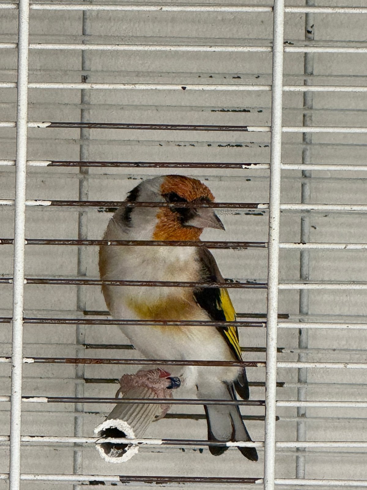 Major putter man, Dieren en Toebehoren, Vogels | Kanaries, Mannelijk, Bastaard