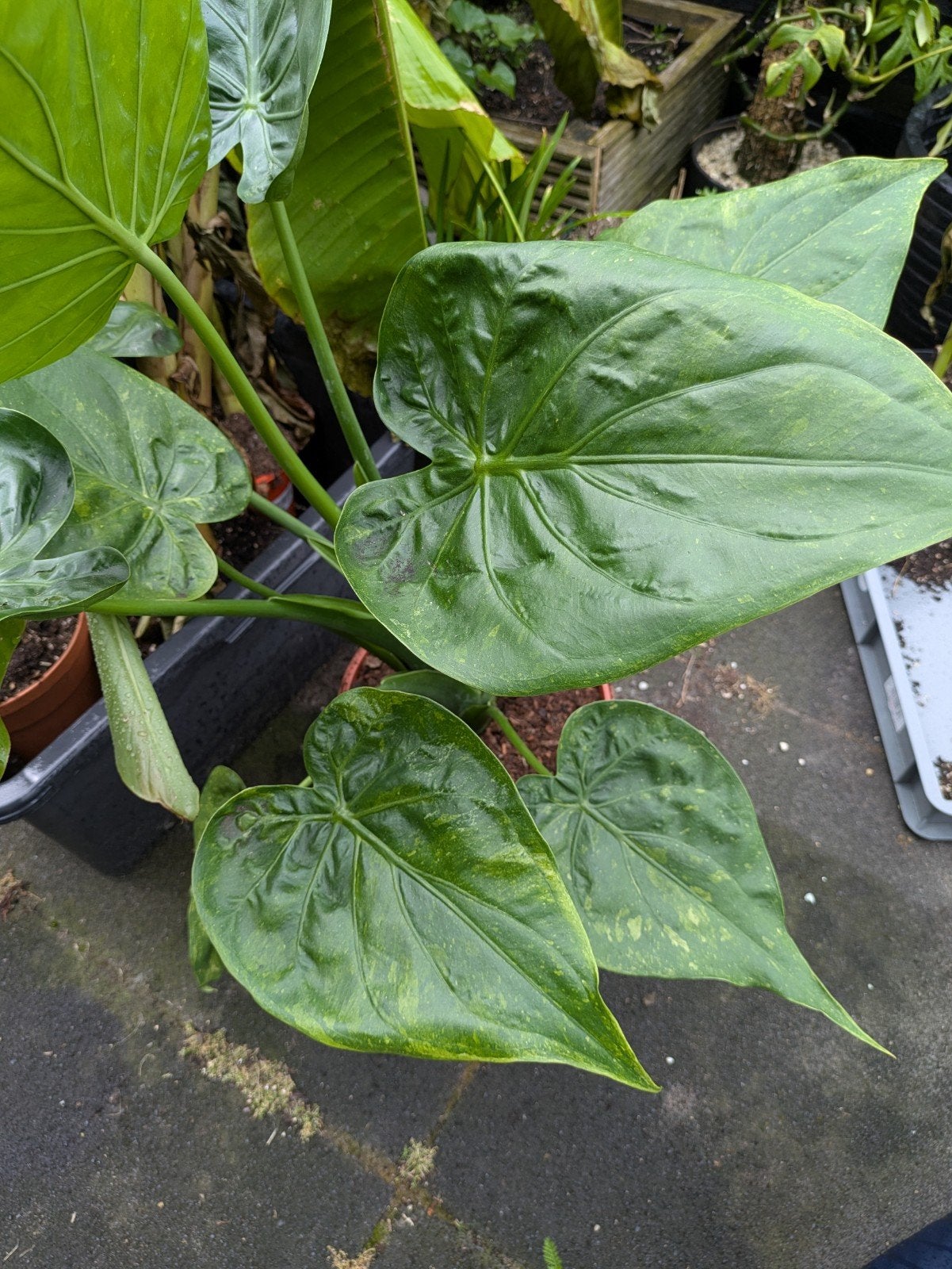 Alocasia Cucullata Albo variegata knolletjes, Ophalen of Verzenden, Halfschaduw, Minder dan 100 cm