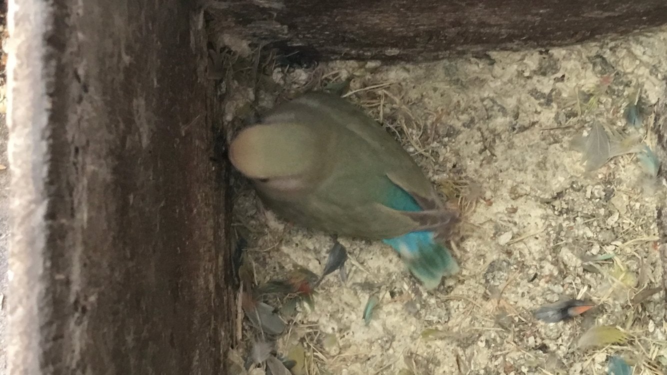 Jonge dwergpapegaai agapornis te koop, Dieren en Toebehoren, Geslacht onbekend, Dwergpapegaai of Agapornis