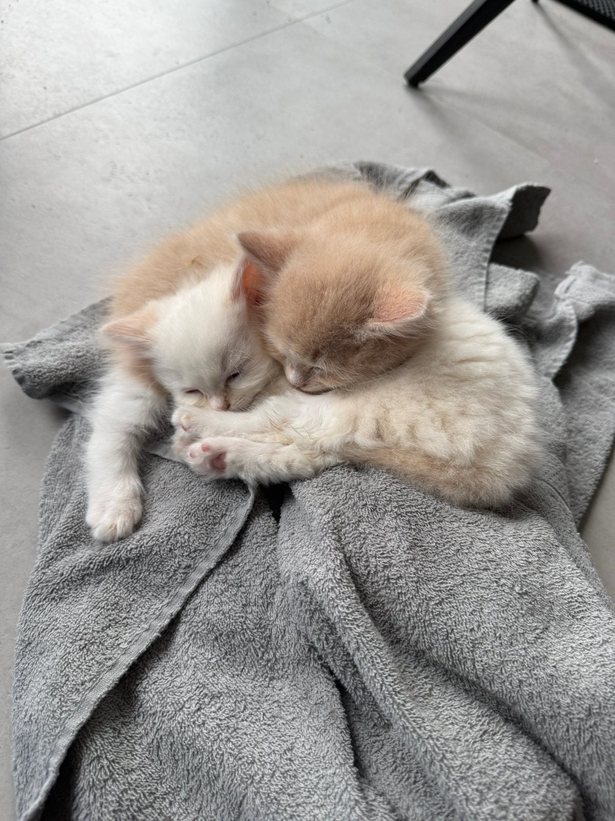 2 Ragdoll katertjes, Kater, Gechipt, 0 tot 2 jaar