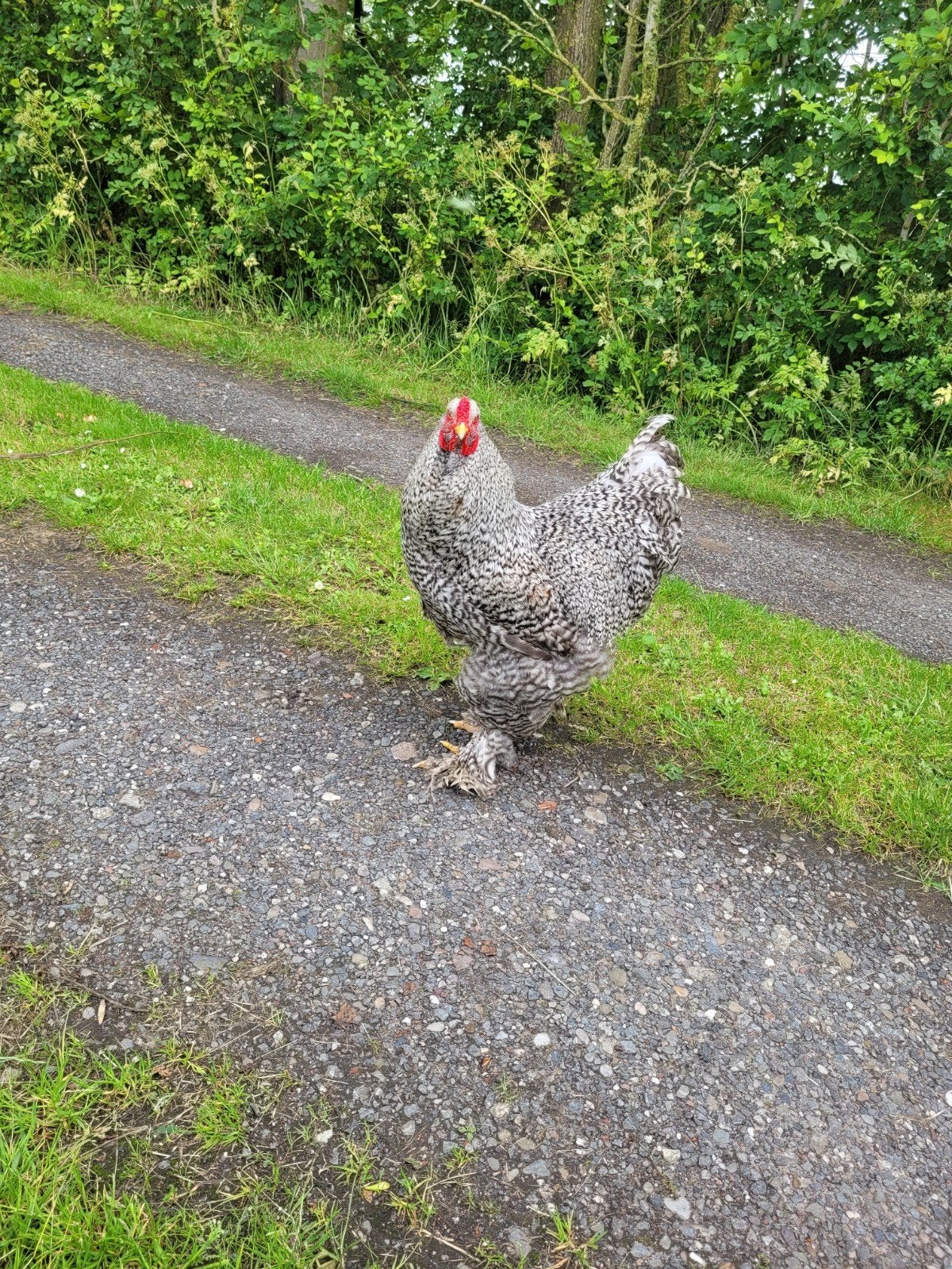 Brahma Haan gratis, Dieren en Toebehoren, Pluimvee, Mannelijk, Kip