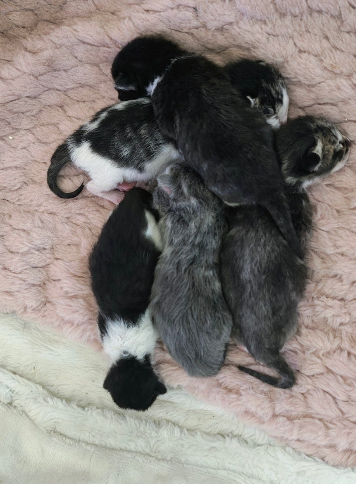 4 Ragdoll kruising kittens, Geslacht onbekend, Langharig, 0 tot 2 jaar