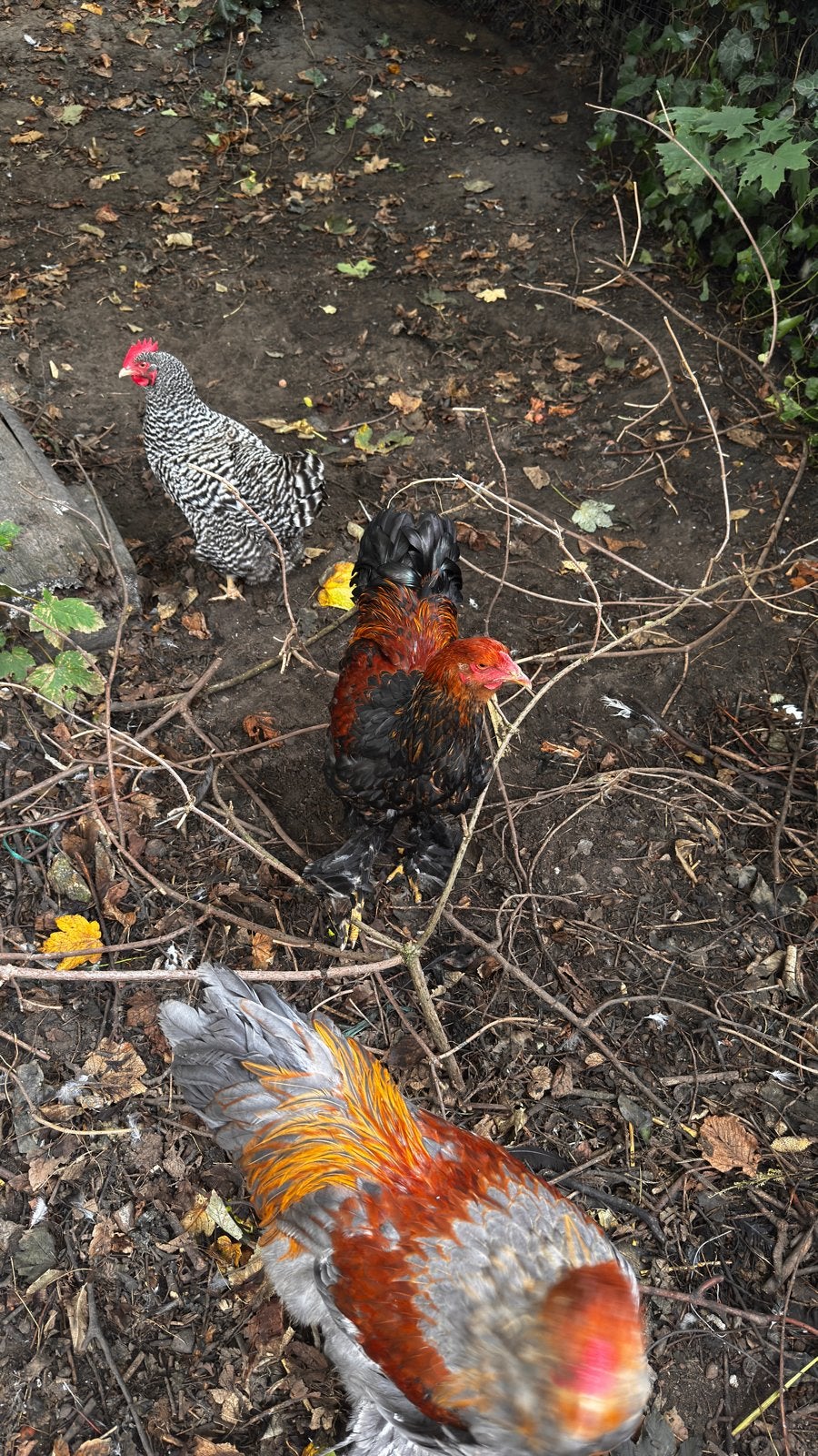 Grote Brahma hanen, Dieren en Toebehoren, Mannelijk, Kip