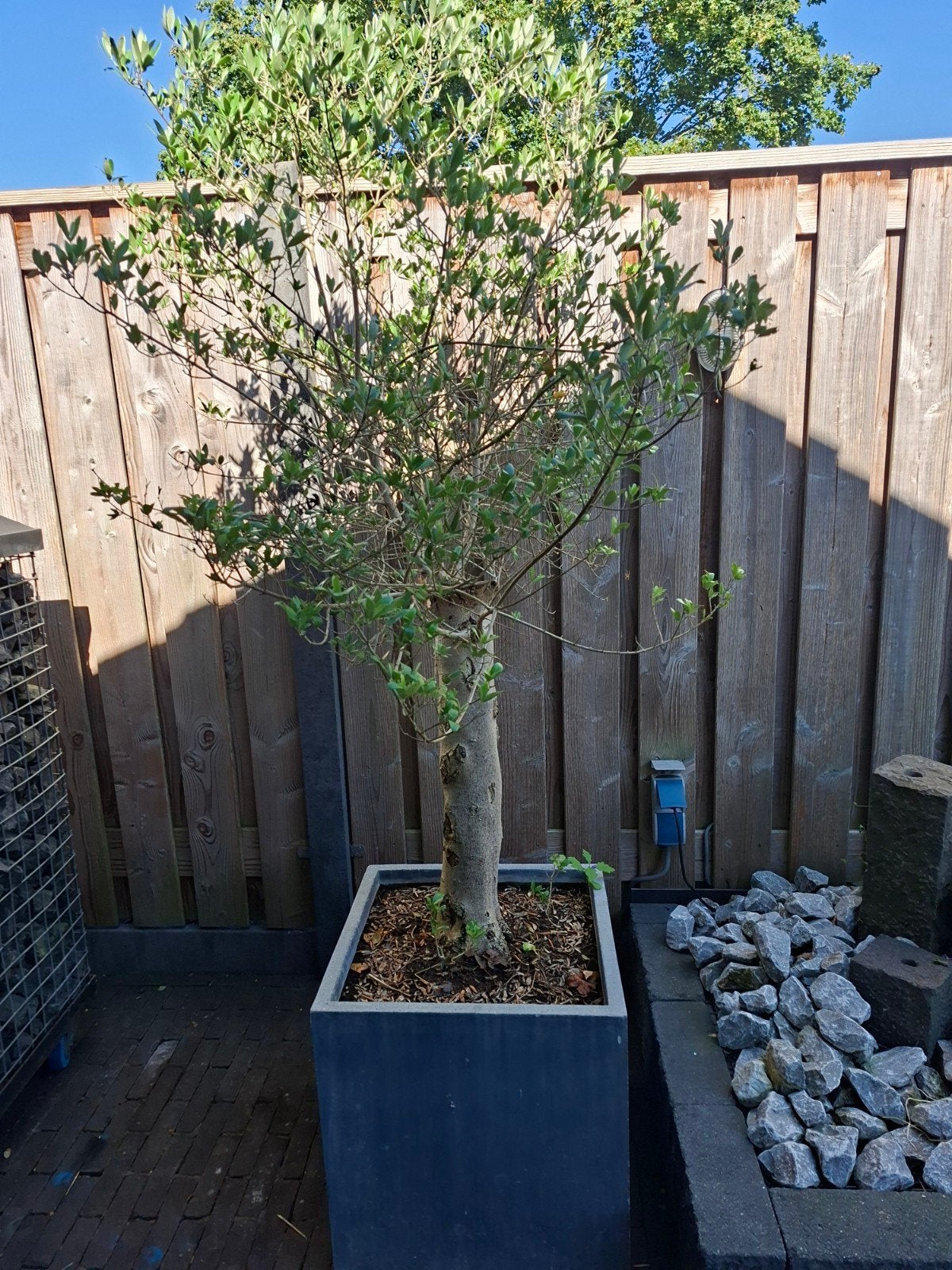 olijfbomen, Bloeit niet, 100 tot 250 cm, Olijfboom, Ophalen