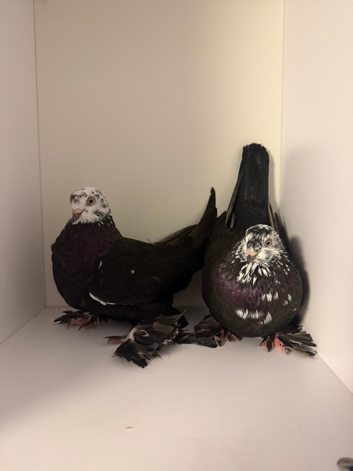 Koppel uzbekische, Meerdere dieren, Overige soorten
