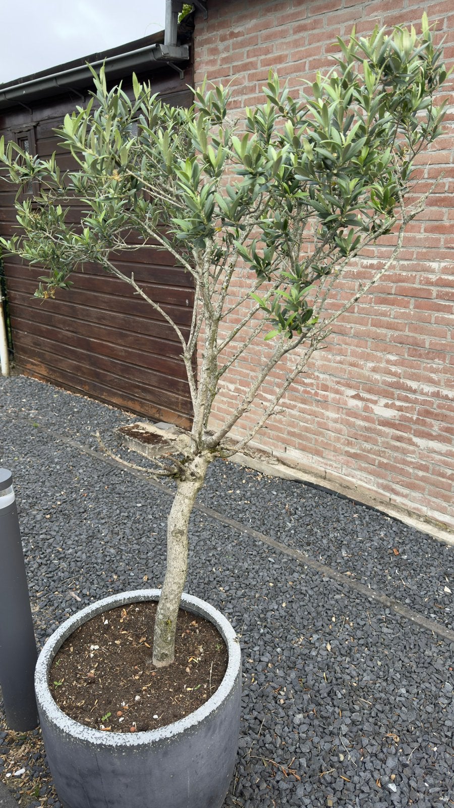 Twee olijfbomen in pot., Tuin en Terras, Planten | Bomen, 100 tot 250 cm, Olijfboom, Ophalen, Volle zon