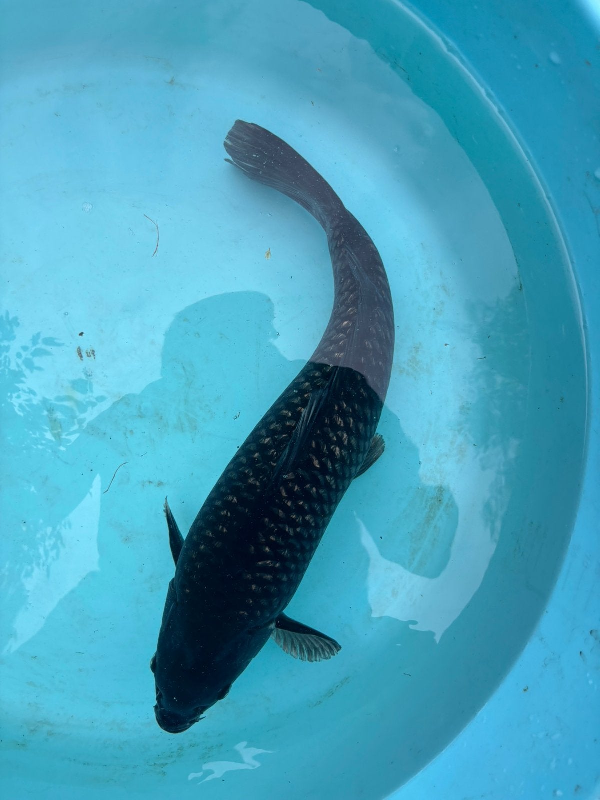 Black diamand ginrin matsukawabake vis japanse koi koikarper, Dieren en Toebehoren, Karper of Koi