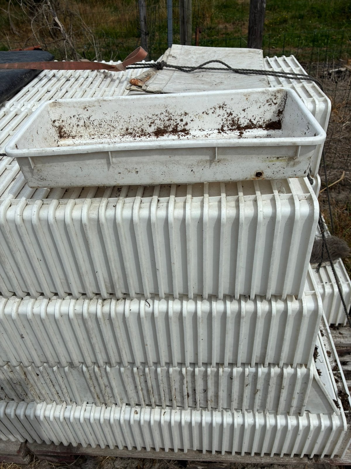 Bakken voor aardbeien in serre, Tuin en Terras, Ophalen, Bloeit niet, Overige soorten, Volle zon