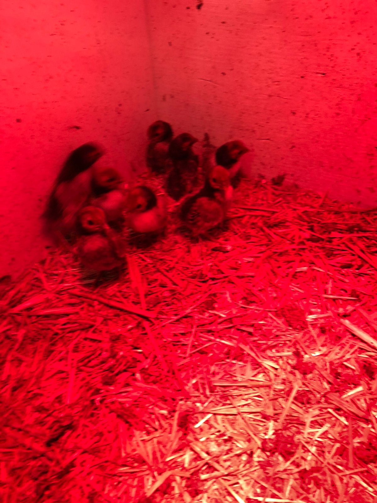 Sebrigth goud kuikens, Dieren en Toebehoren, Meerdere dieren, Kip