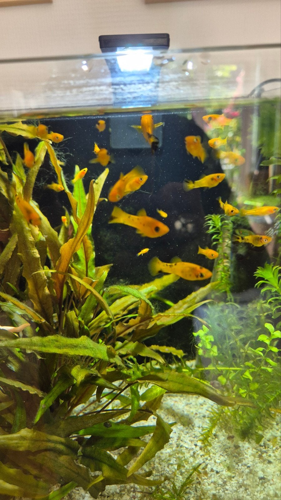 Jonge plaatjes, Dieren en Toebehoren, Vissen | Aquariumvissen, Vis