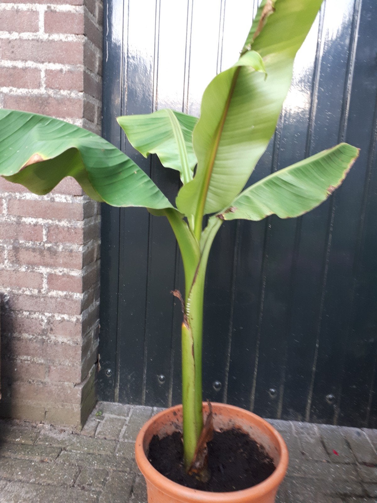 Musa Basjoo bananenplant - 1.10m hoog, winterhard, Tuin en Terras, Ophalen of Verzenden, Overige soorten, Volle zon