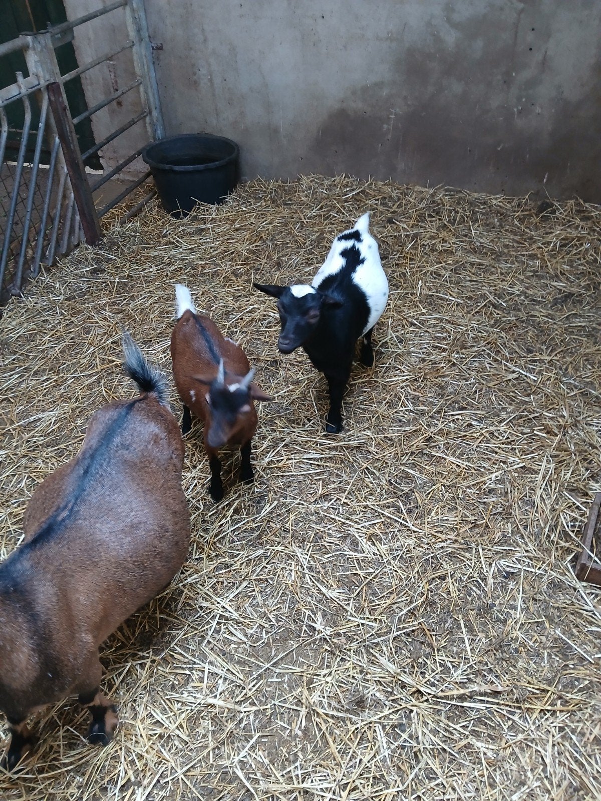dwerggeitjes, Meerdere dieren, Schaap