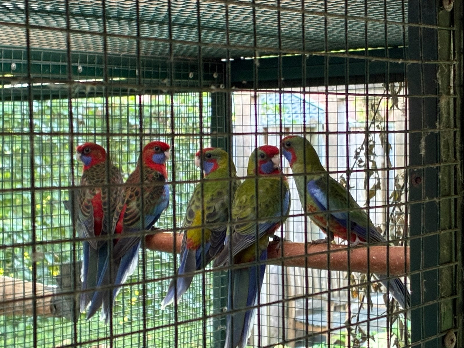 Jonge Pennant Rosella 2026 (1 man en 5 poppen), Dieren en Toebehoren, Vogels | Parkieten en Papegaaien, Meerdere dieren, Parkiet