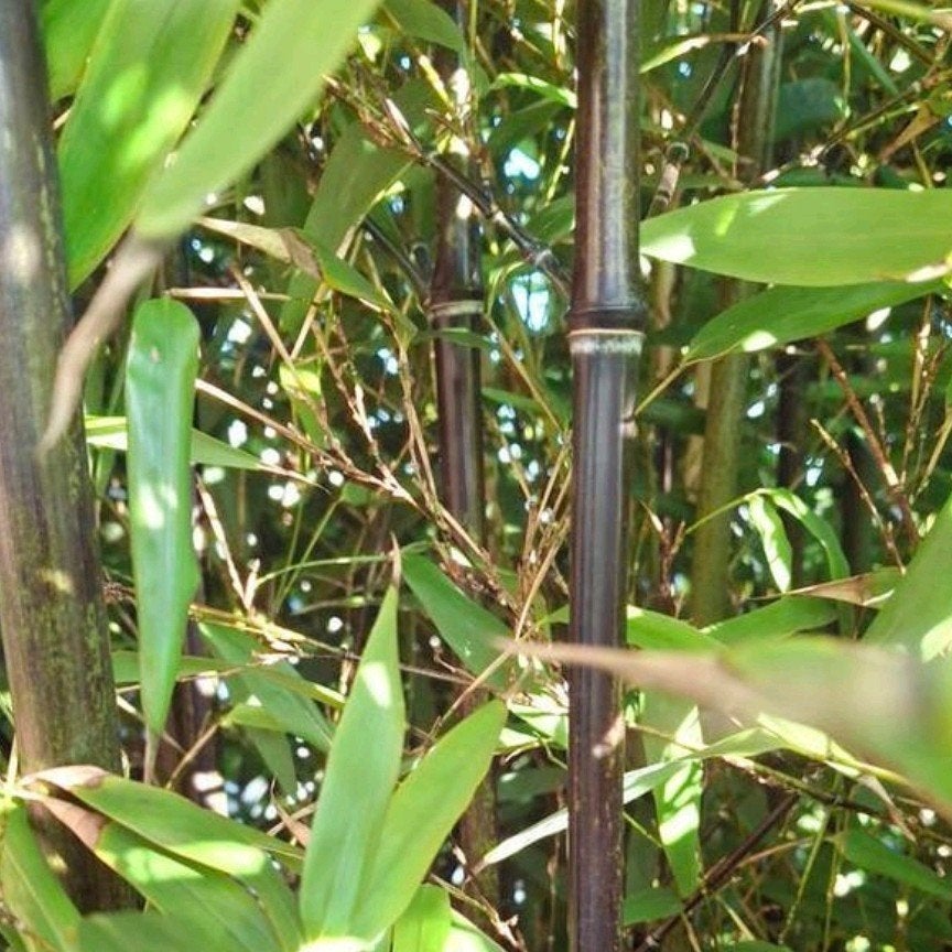 Zwarte bamboe, Tuin en Terras, Ophalen of Verzenden, Bamboe