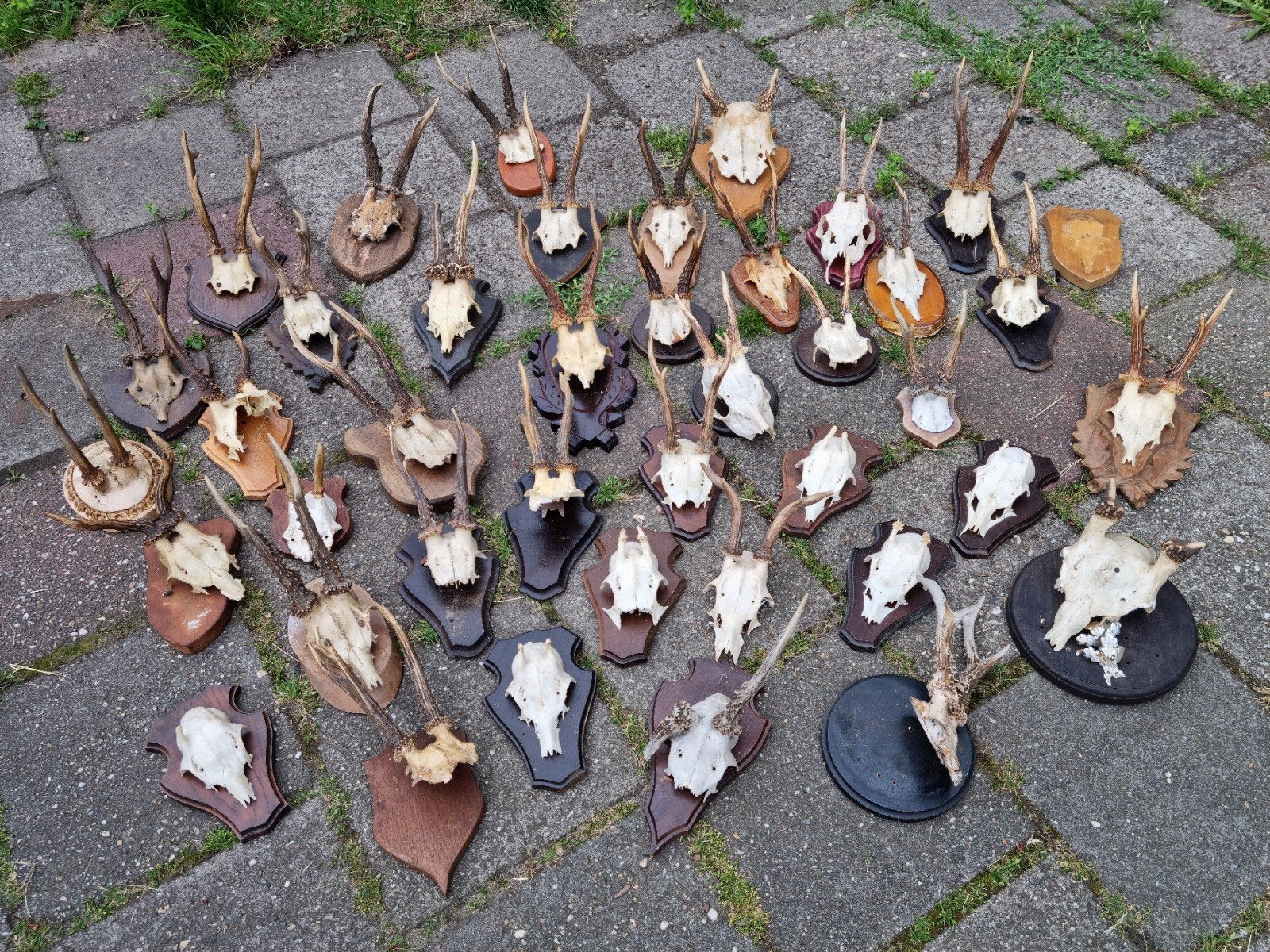 40 Ree bok + Damhert schedels voor maar €250,-! Geweien hert, Verzamelen, Dierenverzamelingen, Ophalen of Verzenden, Zo goed als nieuw