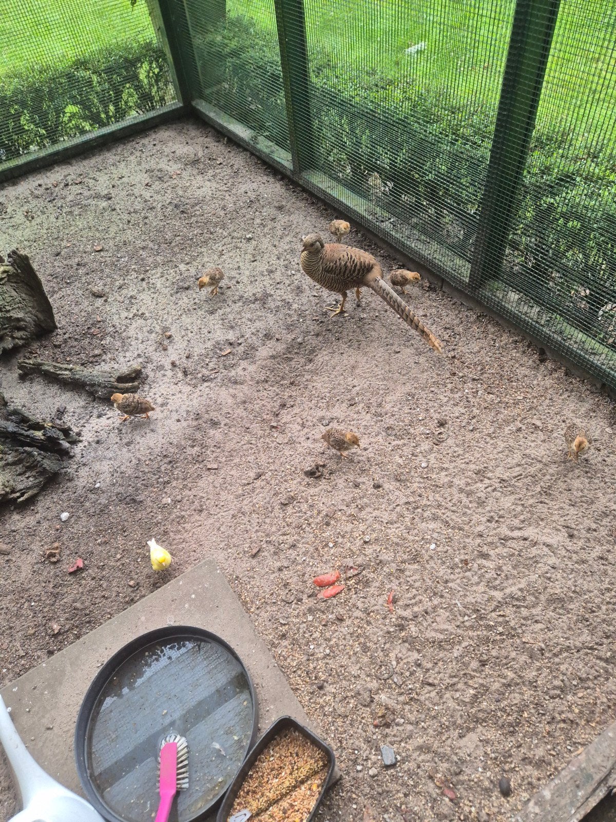 6 jonge goudfazanden, Meerdere dieren, Kip