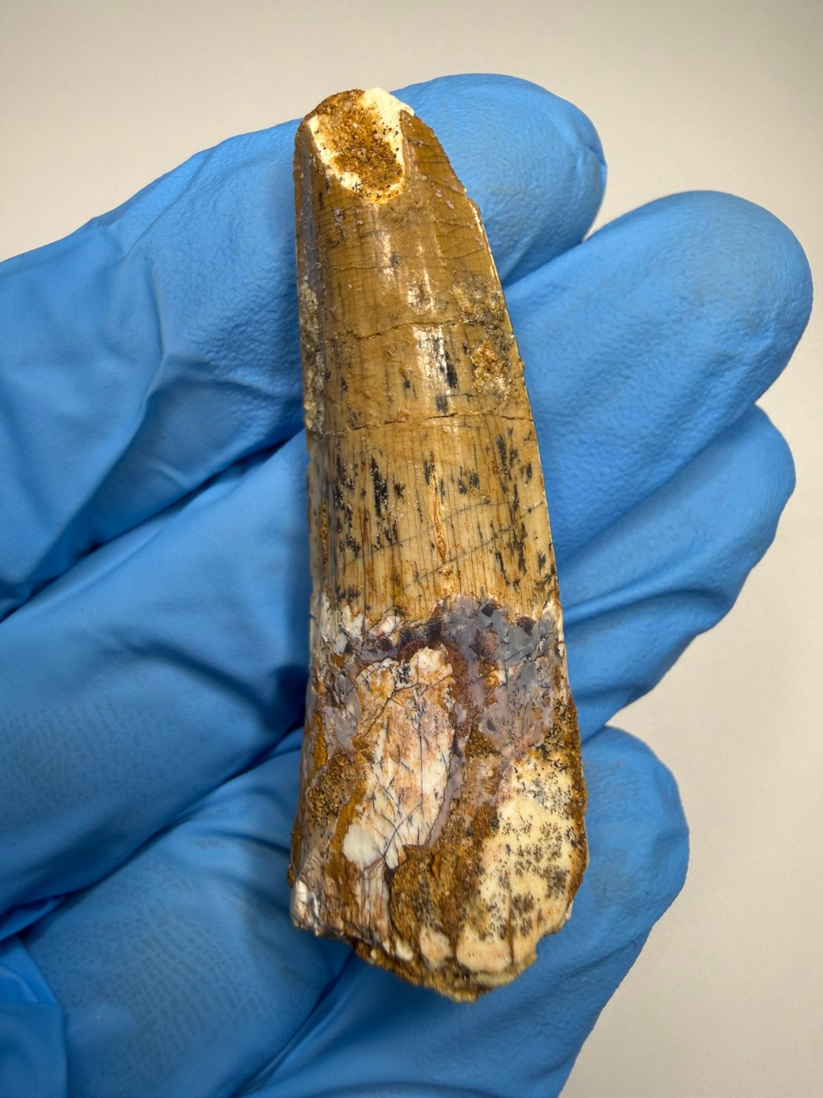 Spinosaurus tand, Ophalen of Verzenden, Fossiel