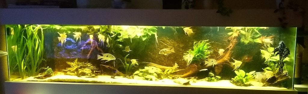 ( zeewater ) aquarium 3 meter (300 x 80 x 80) met biolooog, Dieren en Toebehoren, Ophalen, Gebruikt, Leeg aquarium