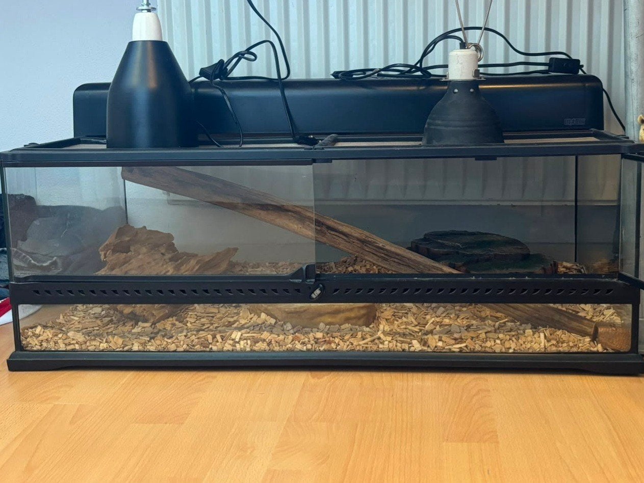 Terrarium, Dieren en Toebehoren, Slang, 0 tot 2 jaar