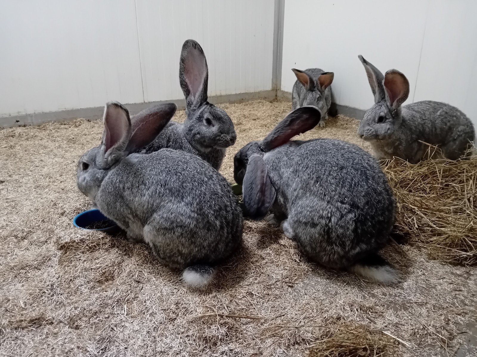 vlaamse reus chinchilla rammen, Mannelijk, Groot, 0 tot 2 jaar