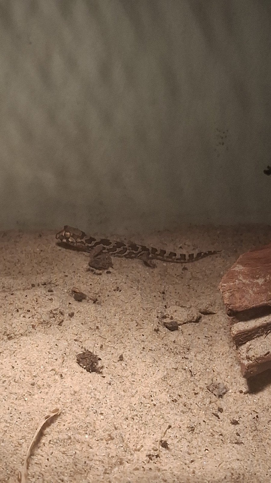 pachydactylus macrolepis, Dieren en Toebehoren, Hagedis, 0 tot 2 jaar