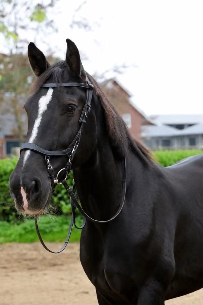 Allround recreatiepaard te koop, Ruin, 170 tot 175 cm, 11 jaar of ouder, Recreatiepaard