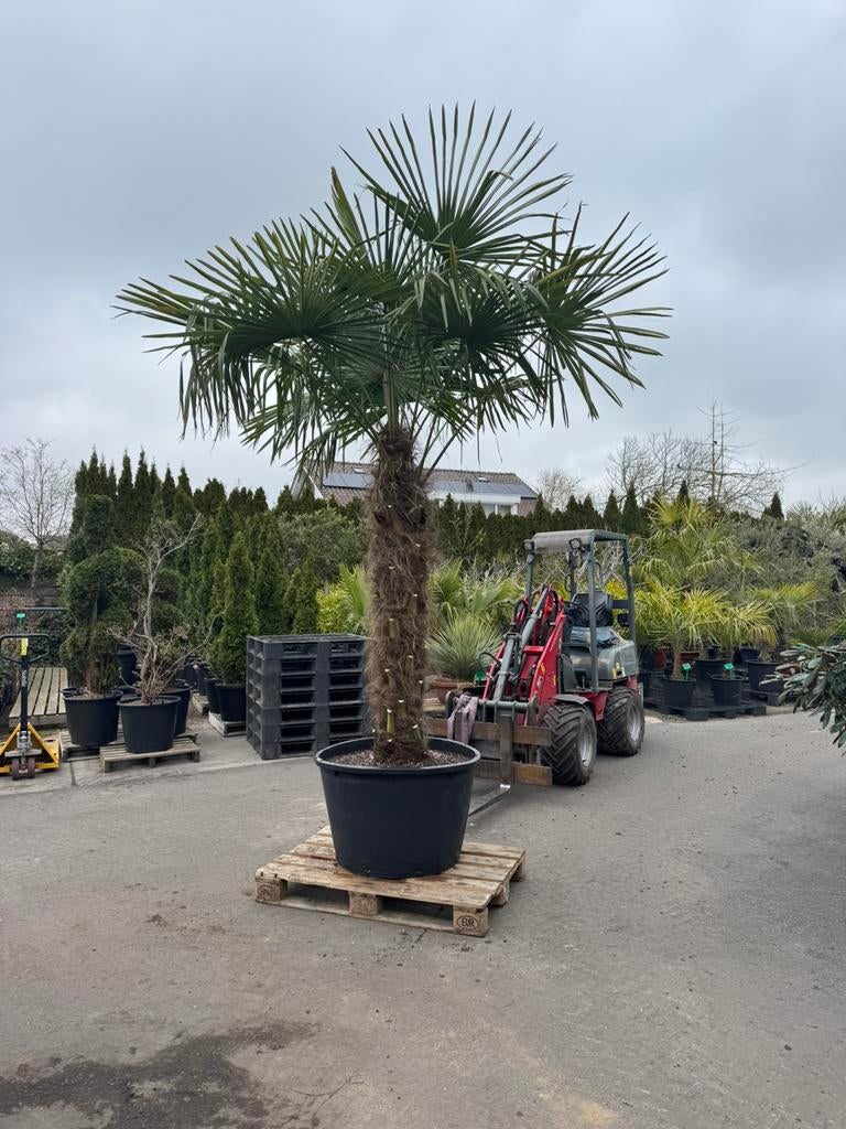 Mooie dikke winterharde palmbomen! Mei alle zondagen geopend, 100 tot 250 cm, Zomer, Palmboom, Ophalen