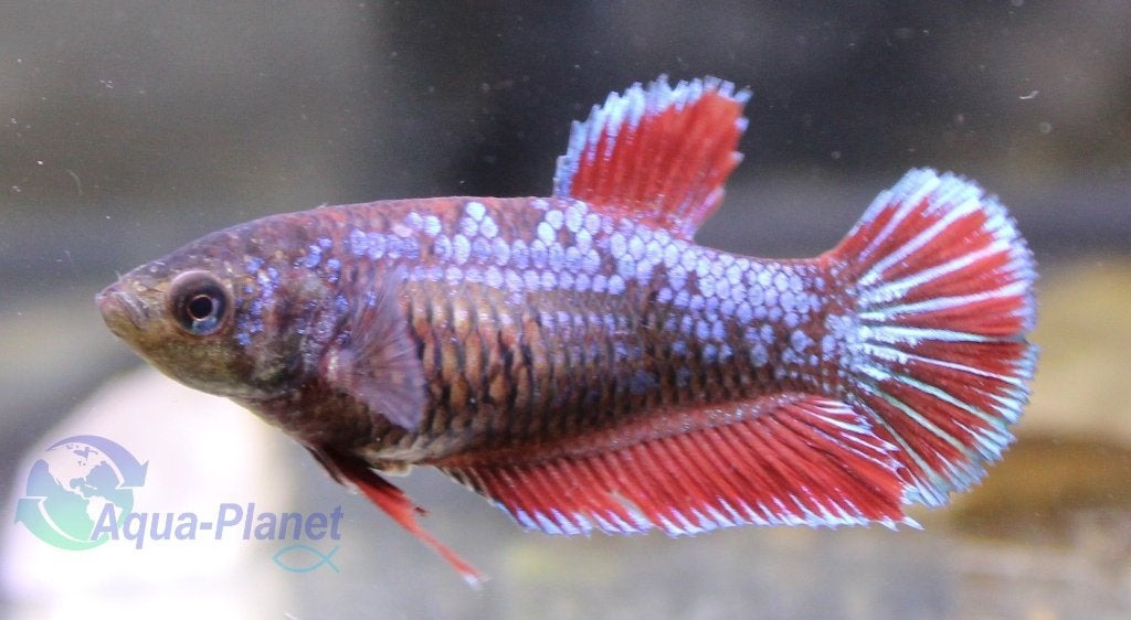 Betta - Plakat Female, Dieren en Toebehoren, Vissen | Aquariumvissen, Vis, Zoetwatervis