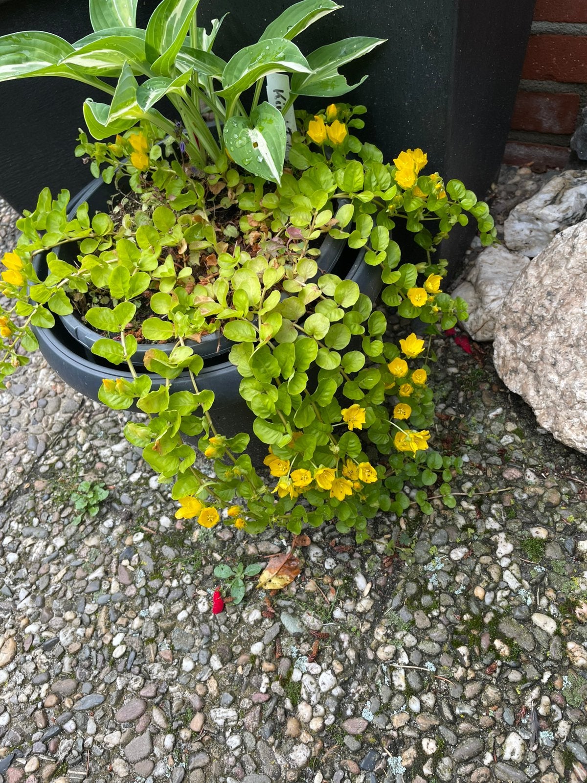 Lysimachia nummularia 'Aurea' - Kruipend penningkruid, Ophalen, Bodembedekkers, Volle zon, Vaste plant