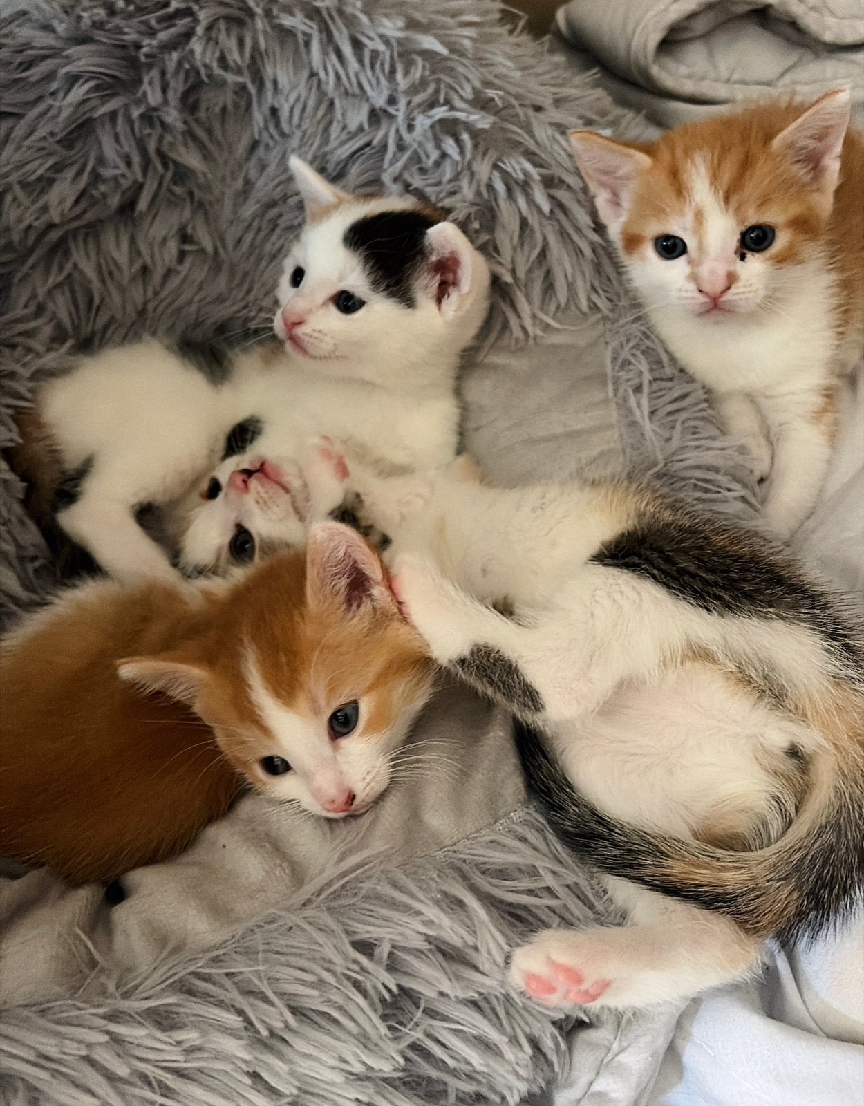 Kittens, 2 nestjes, Dieren en Toebehoren, Katten en Kittens | Overige Katten, Poes