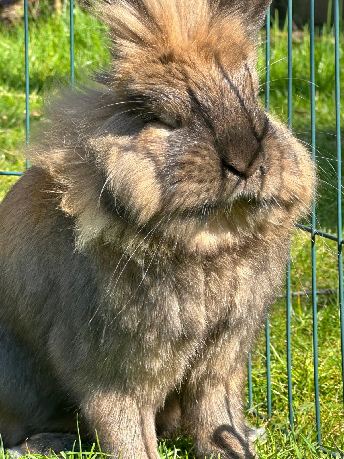 Dwergkonijn, Dieren en Toebehoren, Konijnen, Dwerg, Mannelijk, 3 tot 5 jaar