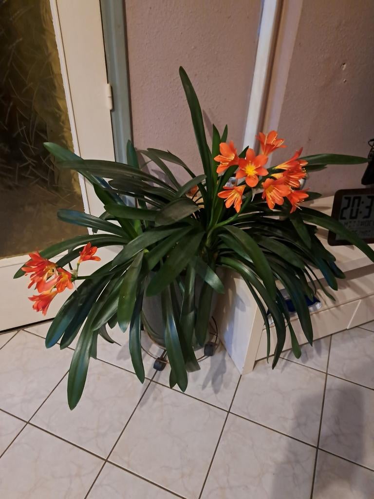 Clivia met pot, Ophalen of Verzenden, Zo goed als nieuw, 40 cm