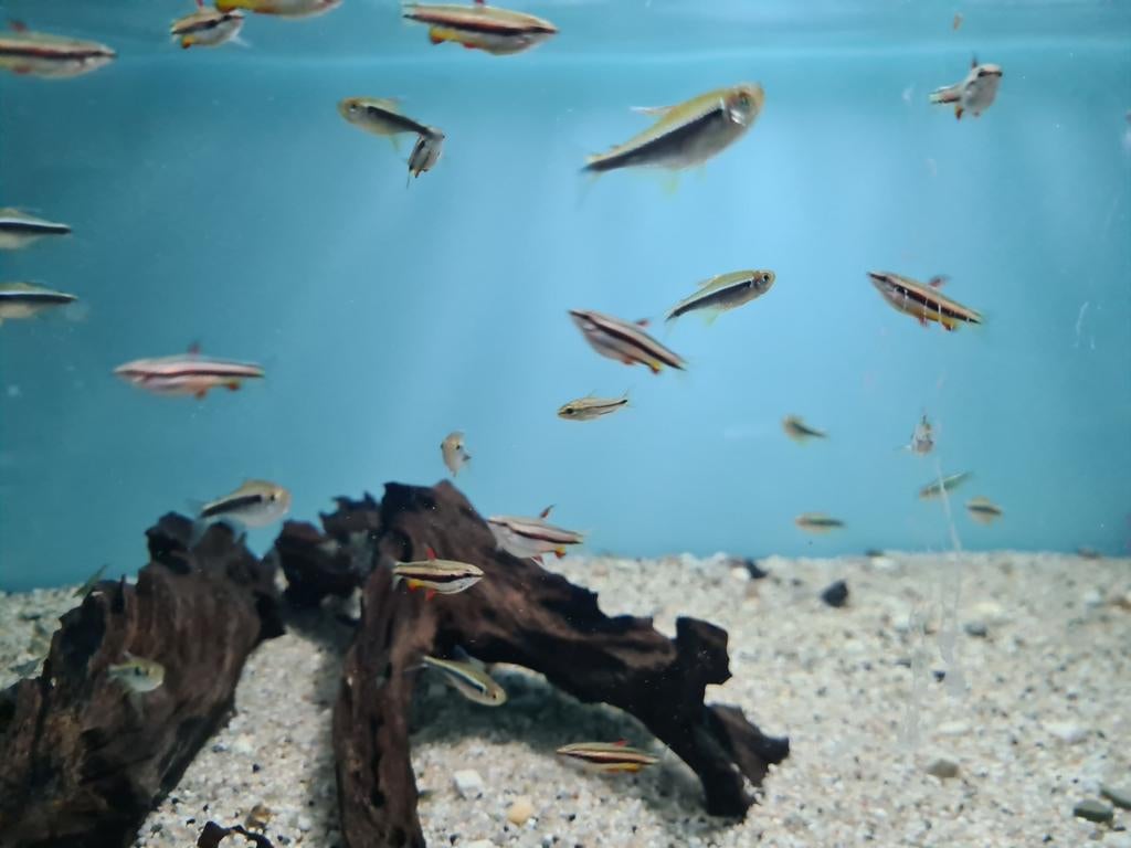 Zwarte Neon Tetra, Hyphessobrycon herbertaxelrodi, Dieren en Toebehoren, Vissen | Aquariumvissen, Vis, Zoetwatervis
