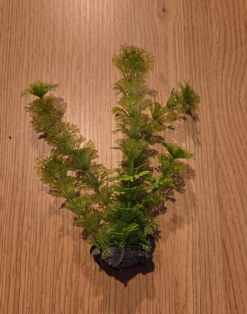 Plantje aquarium (nep), Dieren en Toebehoren, Vissen | Aquaria en Toebehoren, Ophalen, Plant(en), Steen of Hout