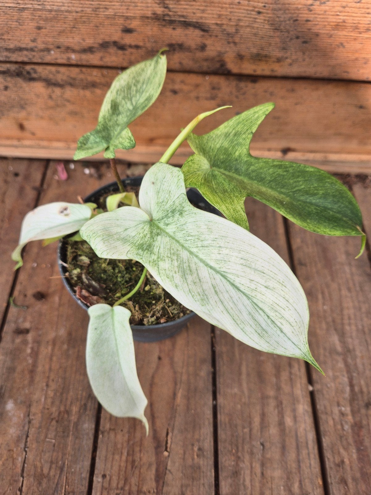 Philodendron Florida Ghost p12 (A), Ophalen of Verzenden, Halfschaduw, Minder dan 100 cm