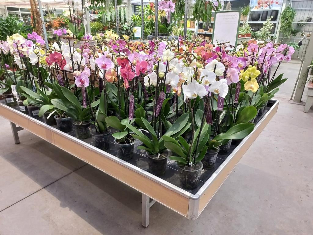 Super mooie 2 tak Orchideeën, Ophalen, Overige soorten, Halfschaduw, Minder dan 100 cm