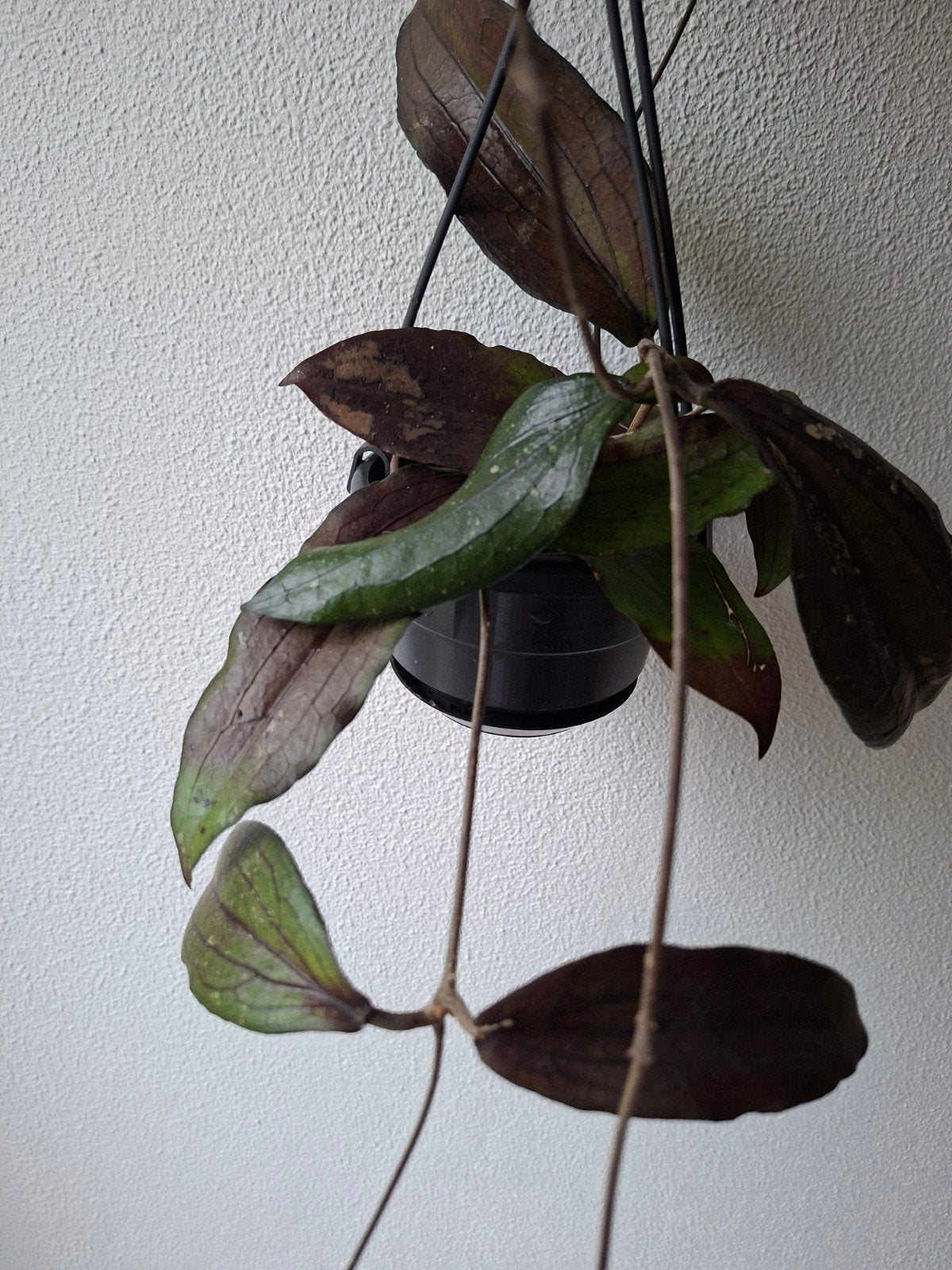 Hoya erythrina, Ophalen of Verzenden, Halfschaduw, Minder dan 100 cm