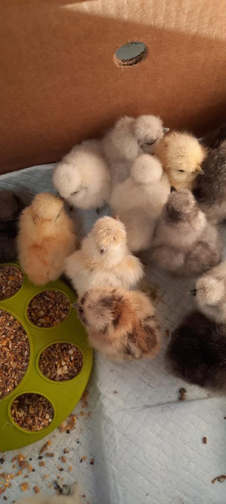 1dagskuikens broedse hen ? USA zijdehoentjes kuikentjes, Geslacht onbekend, Kip
