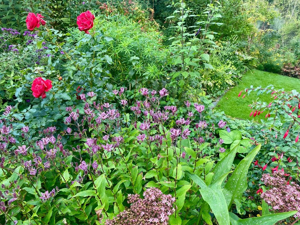 Planten, Tuin en Terras, Volle zon, Vaste plant, Zomer, Ophalen