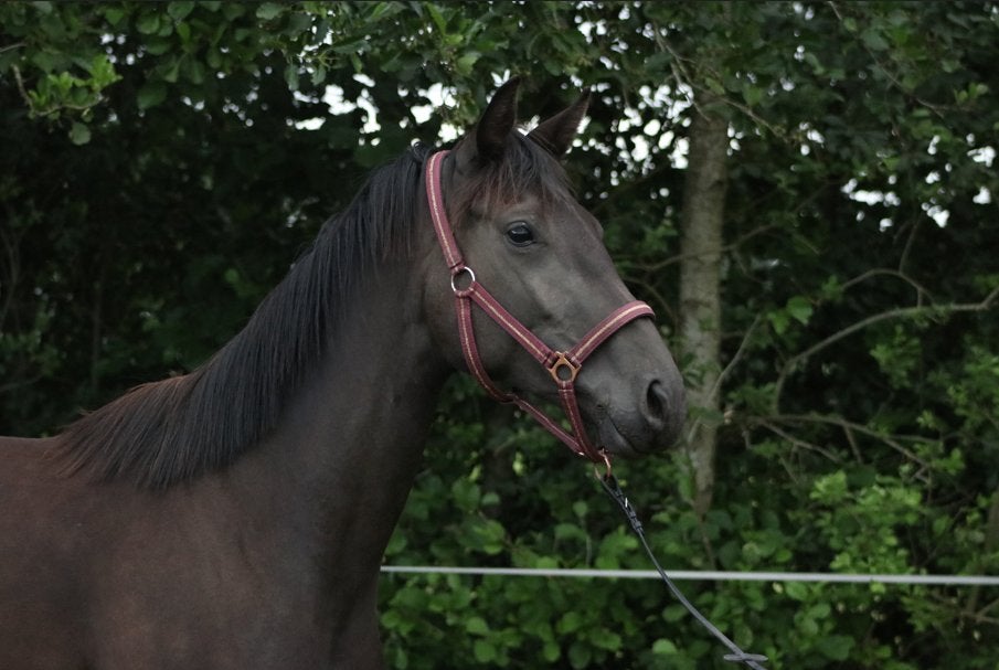 Aansprekende 2-jarige KWPN merrie Expectation PS x Apache, Dieren en Toebehoren, Paarden, Merrie, Met stamboom, Dressuurpaard
