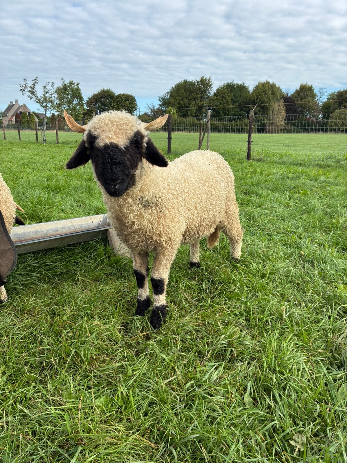Walliser Schwarznase ooi, Dieren en Toebehoren, Schapen, Geiten en Varkens, Vrouwelijk, Schaap