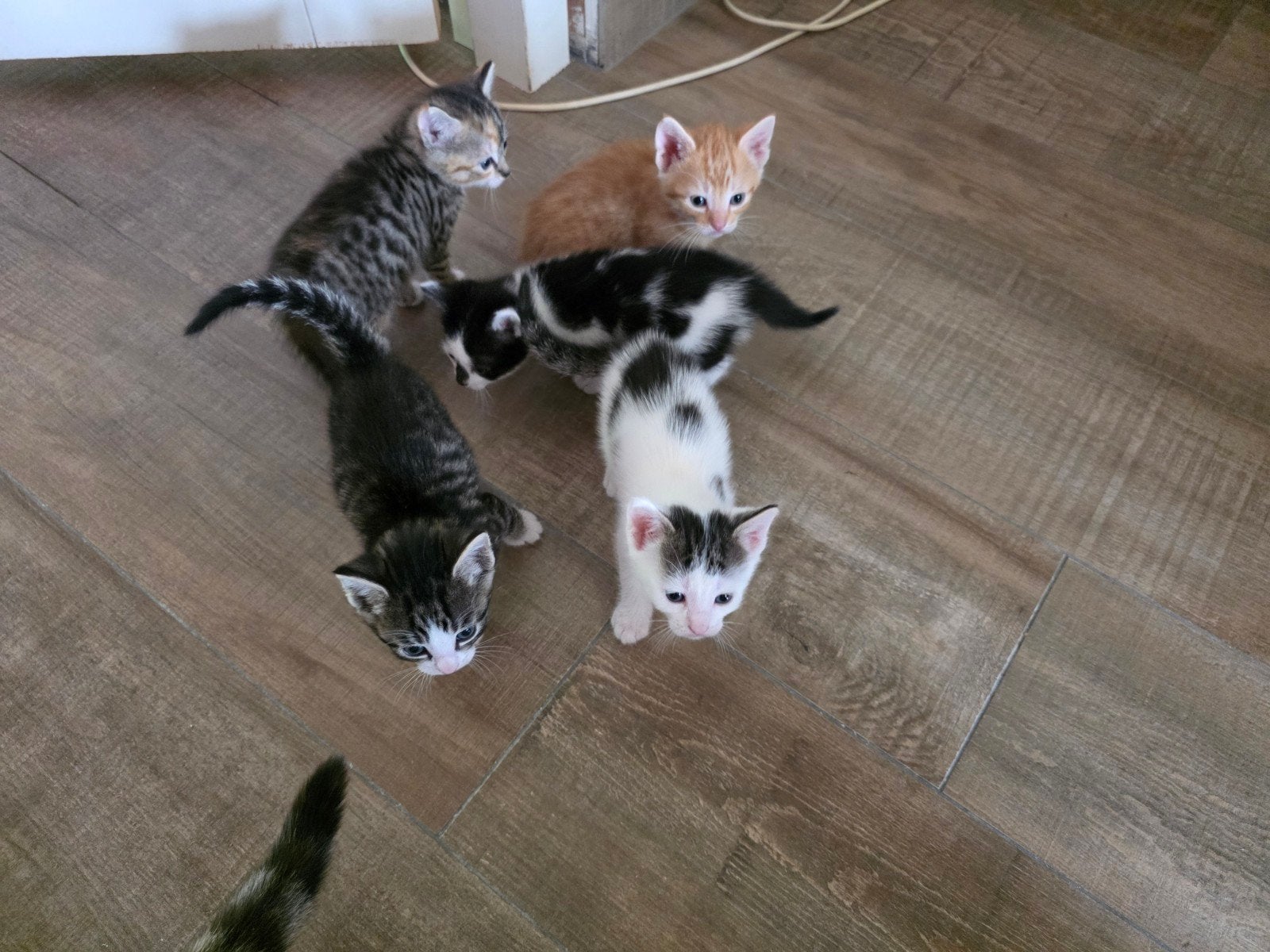 schattige kittens: jong poesje/katertje cypers, rood, zw/wit, Meerdere dieren, Kortharig, 0 tot 2 jaar