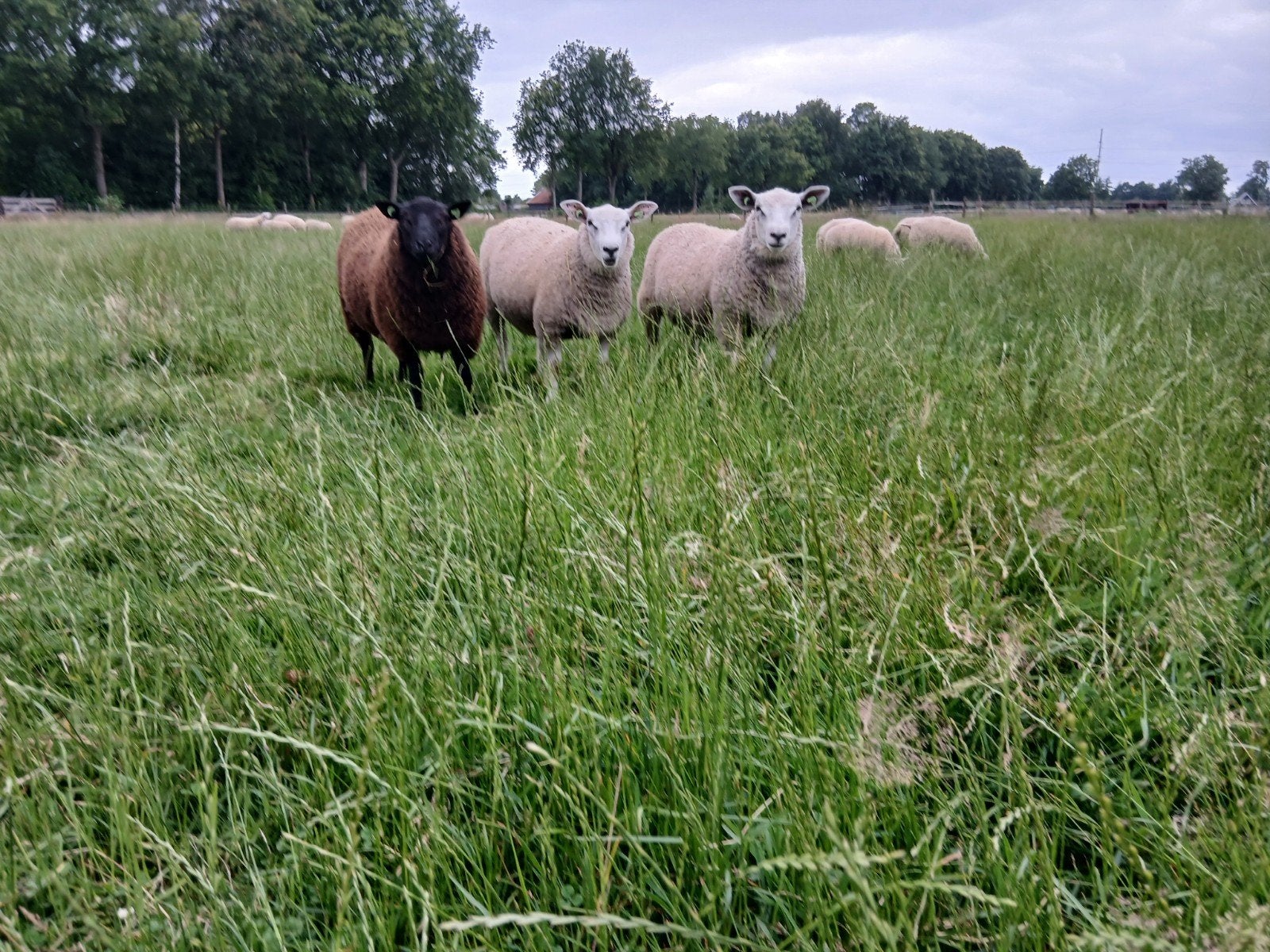 Stamboek noordhollander dekrammen, Dieren en Toebehoren, Mannelijk, Schaap